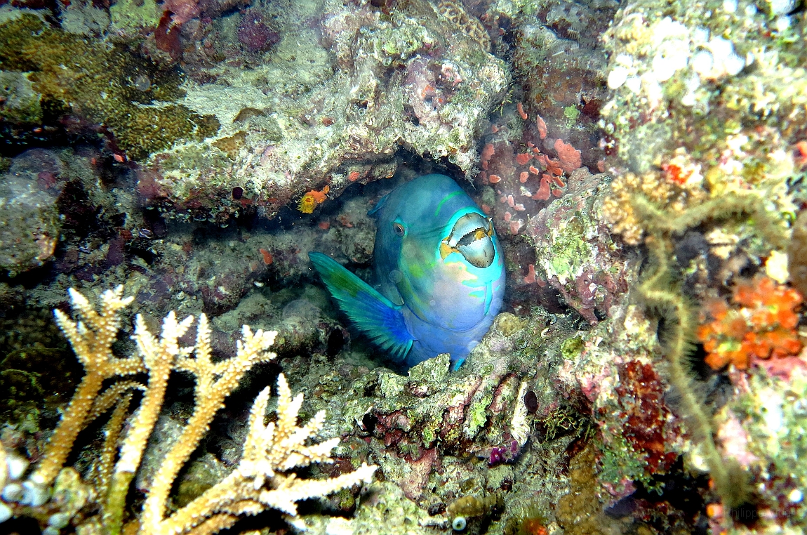 IMG_0839rf_Maldives_Madoogali_Plongee 7_House reef_Poisson perroquet.jpg